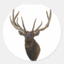 Search for bull elk stickers Wapiti