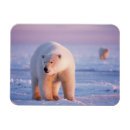 Search for ursus cards Fauna