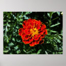 Search for marigold posters Orange