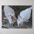 Search for billy goat art Goats