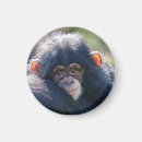Search for chimpanzees magnets Baby chimpanzee