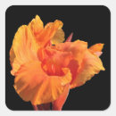 Search for orange lily stickers Nature