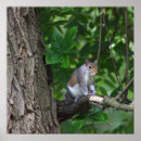 Search for squirrel pictures posters Tree