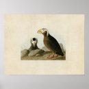 Search for auk posters John james audubon