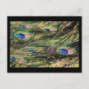 Search for peacock feathers postcards Birds