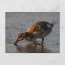 Search for life is sweet postcards Nature