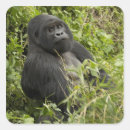 Search for gorilla stickers Herbivore