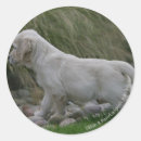 Search for flat coated retriever stickers 7 weeks