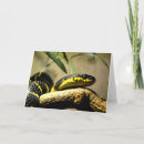Search for black snake cards Reptile