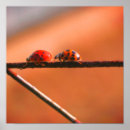 Search for leaders photography Insect