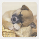 Search for mixed breed dog stickers Cute