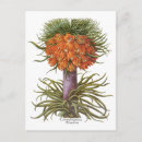 Search for fritillaria postcards Botanical