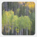 Search for aspen trees stickers Autumn