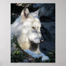 Search for timber wolf art Photography