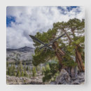 Search for juniper tree posters California