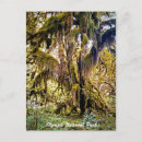 Search for rain forest photography Olympic national park