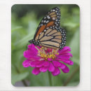 Search for perennial electronics Butterfly