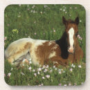 Search for bob coasters Foal