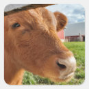 Search for cow calf stickers Livestock