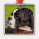 Search for brindle boxer dog christmas tree decorations Dogs