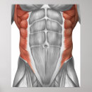 Search for anatomy and physiology posters White background