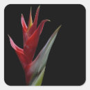 Search for heliconia stickers Flower