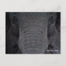 Search for elephant postcards Sri lanka