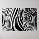 Search for zebras posters Landscape