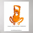Search for orangutan posters Ape