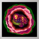 Search for embryo posters Baby
