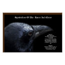 Search for corvidae posters Crow