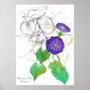 Search for glories posters Morning glory