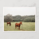 Search for animals of hawaii postcards Nature