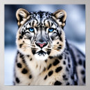 Search for snow leopard posters Nature