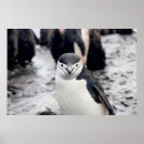 Search for chinstrap penguin posters Nature