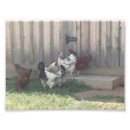 Search for coop posters Hens