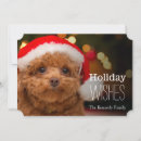 Search for poodle christmas cards Photography