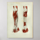 Search for wrist art Anatomy