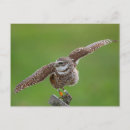 Search for burrowing postcards Animal