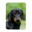 Search for short haired miniature dachshund magnets Black and tan