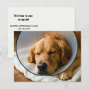 Search for shame postcards Cone of shame