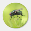 Search for pest magnets Insect