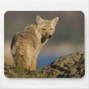 Search for coyotes mouse mats Outdoors