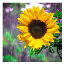 Search for flower pics posters Wildflower