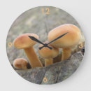 Search for tree trunk clocks Outdoors