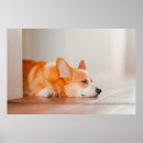Search for corgi posters Pembroke welsh corgi