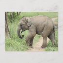 Search for corbett postcards Wildlife