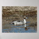 Search for drake posters Waterfowl