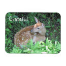 Search for cute fawn magnets Wildlife