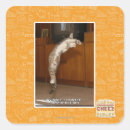 Search for pointer stickers I can has cheezburger